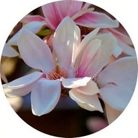 Magnolia Officinalis