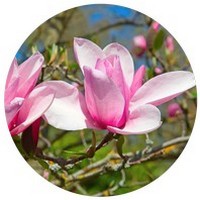Magnolia Officinalis