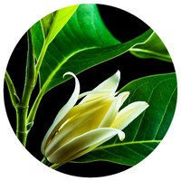 Magnolia Alba - White Champaca
