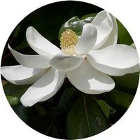 Magnolia Grandiflora