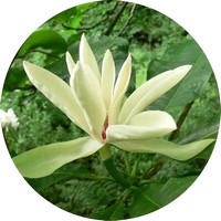 Magnolia Tripetala