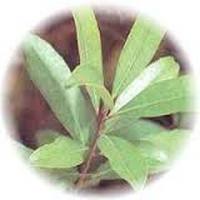 Yerbamate: Ilex Paraguariensis