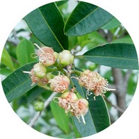 Yerbamate: Ilex Paraguariensis
