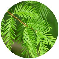 Metasequoia Glyptostroboides