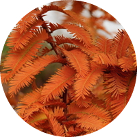 Metasequoia Glyptostroboides