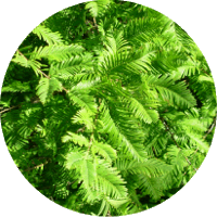 Metasequoia Glyptostroboides