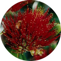 Metrosideros Excelsa