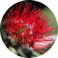 Metrosideros Excelsa