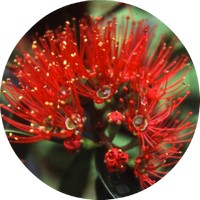 Metrosideros Robusta - Northern Rata