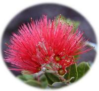 Metrosideros Polymorpha