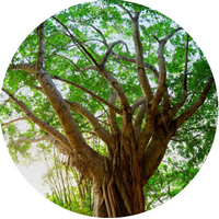 Myrocarpus Frondosus