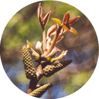 Nogal -Walnut Tree - Juglans Cinerea