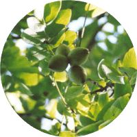 Nogal-Juglans Cinerea-Walnut