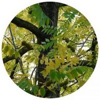 Nogal-Juglans Nigra-Walnut