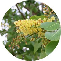 Palo Campeche - Haematoxylum Campechianum