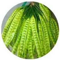 Parkia Speciosa - Stink Bean