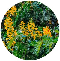 Paubrasilia Echinata