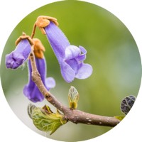 Paulownia - Arbol Kiri