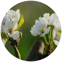 Pyrus Bretschneideri