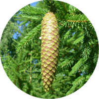 Picea Abies