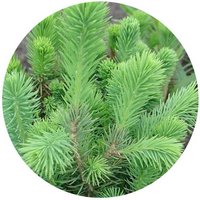 Picea Crassifolia