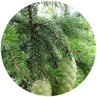 Picea Koraiensis