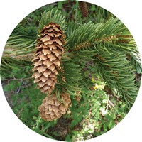 Picea Engelmannii