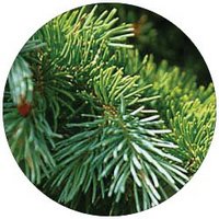Picea Engelmannii