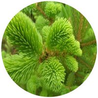 Picea Engelmannii