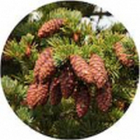 Picea Engelmannii