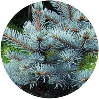 Picea Pungens