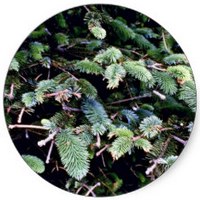 Picea Sitchensis
