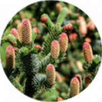 Picea Sitchensis - Sitka Spruce