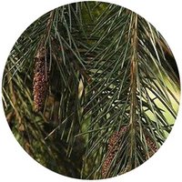 Picea Smithsiana