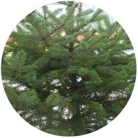 Picea Asperata