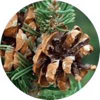 Pinecone