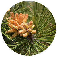 Pine Pollen