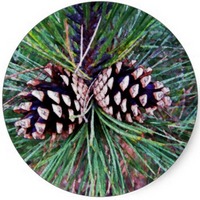 Pino Albar: Pinus Sylvestris