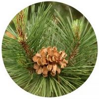 Pino - Pinus