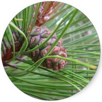 Pino - Pinus