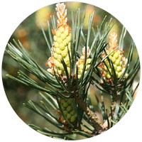 Pino Albar: Pinus Sylvestris