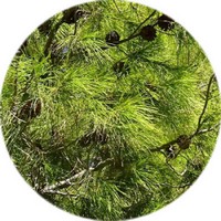 Pino Albar: Pinus Sylvestris