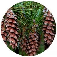 Pino Blanco Americano