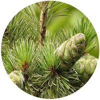 Pinus Kwantungensis