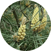 Pinus Massoniana