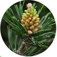 Pinus Mugo