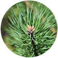 Pinus Ponderosa