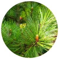 Pinus Resinosa