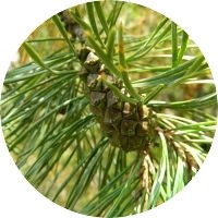 Pinus Sylvestris