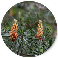 Scots Pine